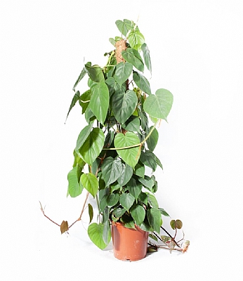 Philodendron Scandens 100 cm